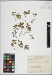Foto von Salix herbacea L.